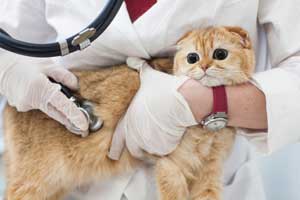 猫のワクチン接種
