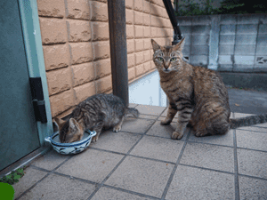 猫のご飯はいつどの位？意外と難しい猫への給餌。