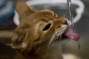 猫に与える水分は何が良いのか