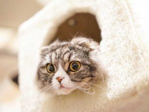 猫のしつけ【概要】