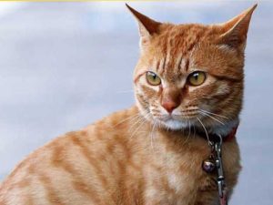 猫の首輪、必要性と選び方