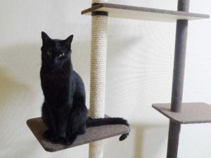 キャットタワーの選び方
