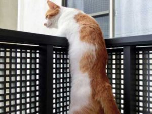 万が一脱走してしまったら２【迷子掲示板・ペット探偵リスト】