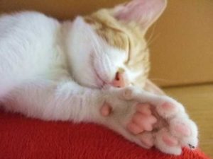 保険の種類や補償