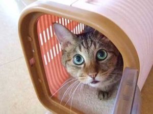 動物病院に行くときの注意