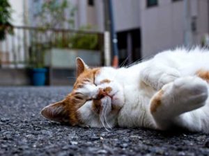 猫の暑さ対策と便利グッズ