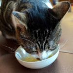 猫の食器の選び方とお勧め食器