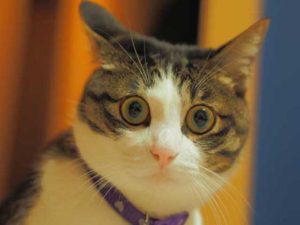 猫の苦手なシュチュエーション