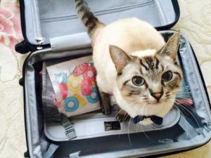猫と旅する事