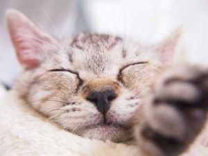 猫の快適な空間とは