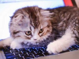 ちょっと変わった猫の愛情表現