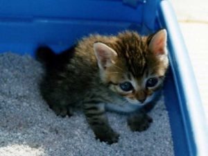 猫トイレの置き場所