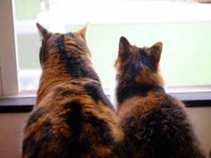 2匹目を受け入れる時の注意点