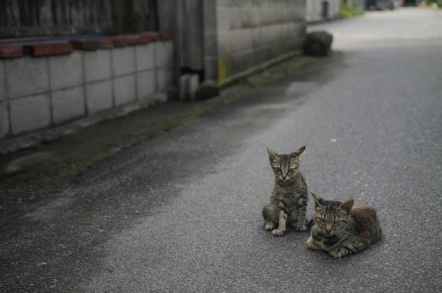 日本の猫事情（概要）