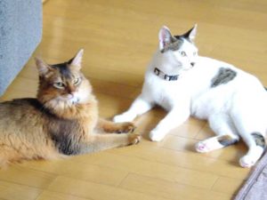 保護施設から里子にもらう