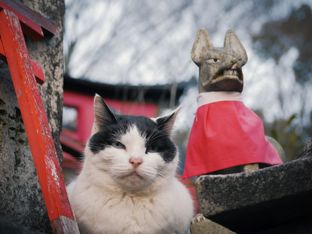 猫にまつわる神社