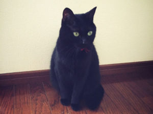 猫写真集で癒されよう