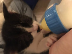 ミルクボランティアって知っていますか？