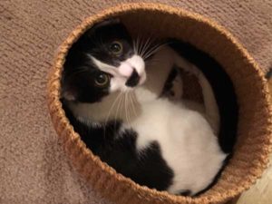 時事猫ニュース【2020/1/3】