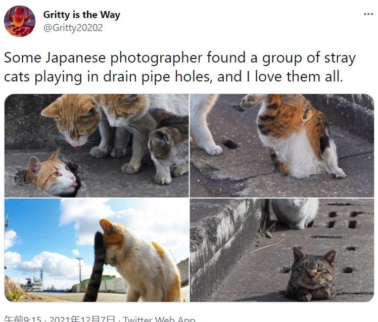 海外で話題、野良猫ばかりを撮ったInstagram、路地裏のにゃん吉