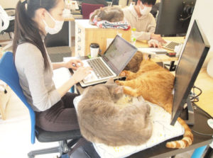 猫と働く会社　アプリケーション開発会社qnote